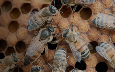 Die bewährte Heilkraft heimischer Bio-Honige