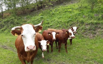 Mit der Kuh per du – Pate werden im Hutanger-Projekt