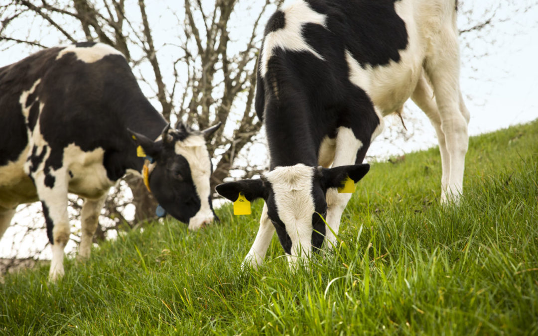 Hofgut Eichigt+++Bio-Tierhaltung neu gedacht +++ „Lasst es uns richtig machen“ +++