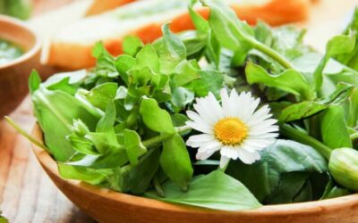 Rezept der Woche: Wildkräutersalat mit Blüten